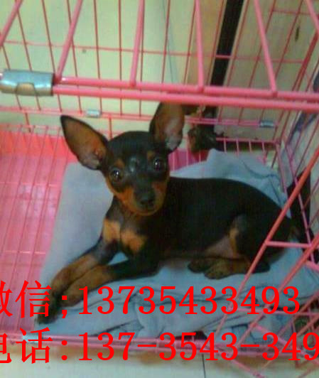 青岛犬舍出售纯种小鹿犬狗市场卖狗买狗在哪