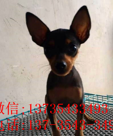 成都犬舍出售纯种小鹿犬狗市场卖狗买狗在哪