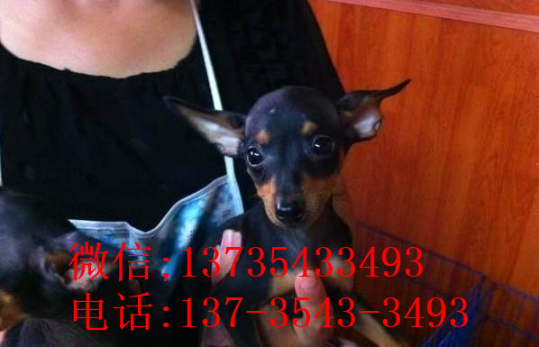 厦门犬舍出售纯种小鹿犬狗市场卖狗买狗在哪