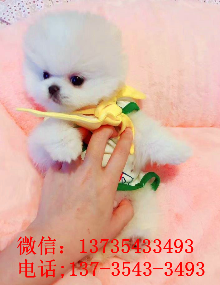 郑州犬舍出售纯种俊介犬狗市场在哪买狗卖狗