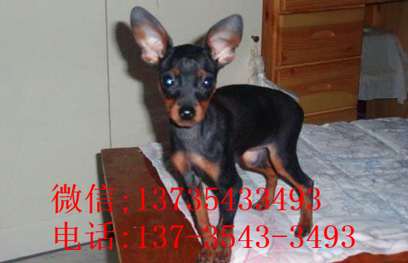 成都犬舍出售纯种小鹿犬狗市场卖狗买狗在哪