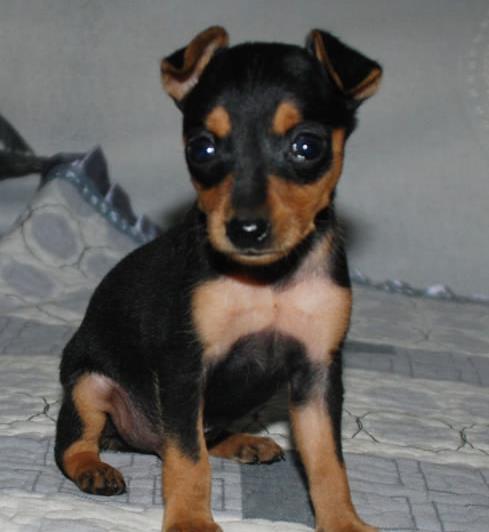 成都犬舍出售纯种小鹿犬狗市场卖狗买狗在哪