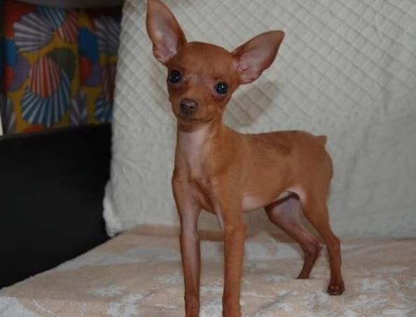 合肥犬舍出售纯种小鹿犬狗市场卖狗买狗在哪