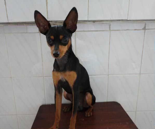 南昌犬舍出售纯种小鹿犬狗市场卖狗买狗在哪