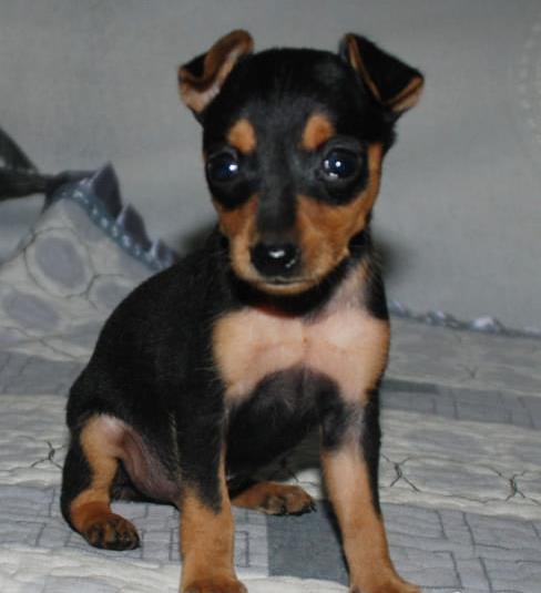 杭州犬舍出售纯种小鹿犬狗市场卖狗买狗在哪