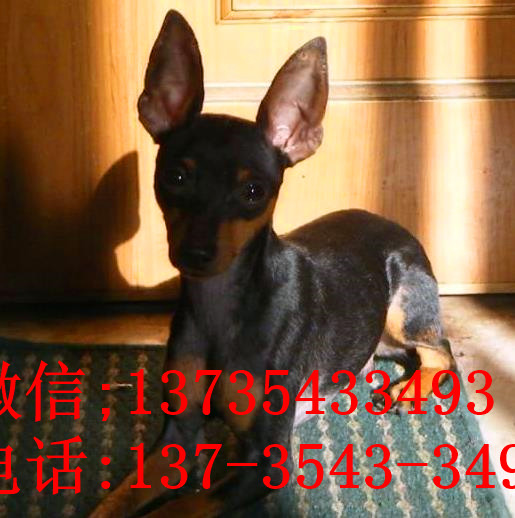 长沙犬舍出售纯种小鹿犬狗市场卖狗买狗在哪