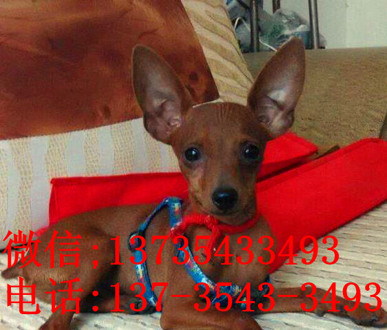 南京犬舍出售纯种小鹿犬狗市场卖狗买狗在哪