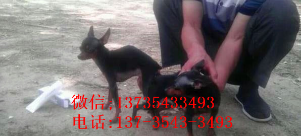 厦门犬舍出售纯种小鹿犬狗市场卖狗买狗在哪