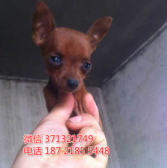 沈阳狗狗 小鹿犬出售纯种幼犬 特价宠物狗狗