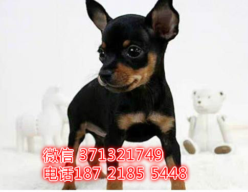 重庆特惠 小鹿犬出售纯种幼犬 重庆犬舍宠物狗