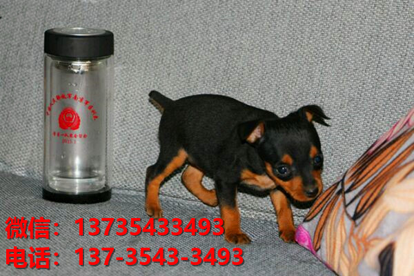 深圳犬舍出售纯种小鹿犬健康短毛铁包金小鹿哪里有卖宠物狗领养