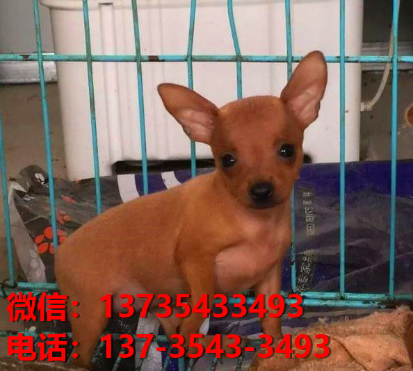 兰州犬舍出售纯种小鹿犬幼犬活体宠物狗狗出售