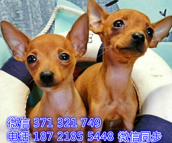 重庆宠物狗狗 小鹿犬出售纯种 重庆狗狗 特价促销