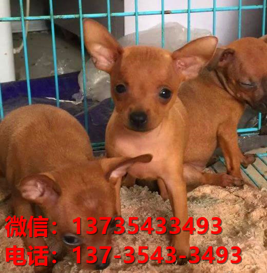 西安犬舍出售纯种小鹿犬健康短毛铁包金小鹿哪