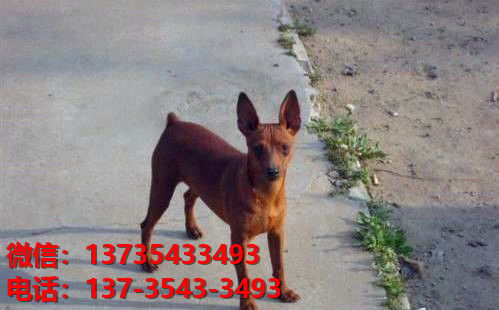 兰州犬舍出售纯种小鹿犬幼犬活体宠物狗狗出售转让活体狗狗领养