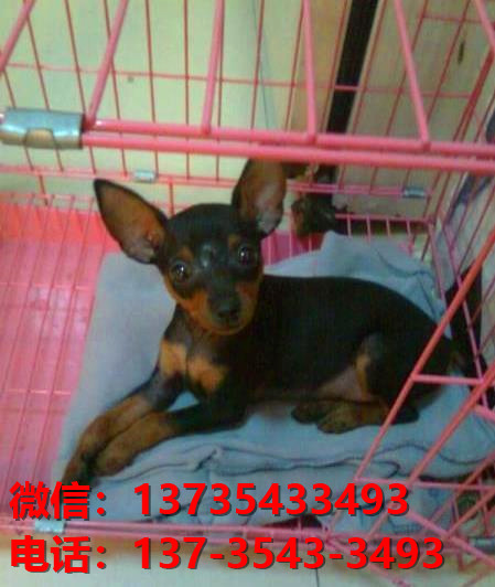 兰州犬舍出售纯种小鹿犬幼犬活体宠物狗狗出售转让活体狗狗领养