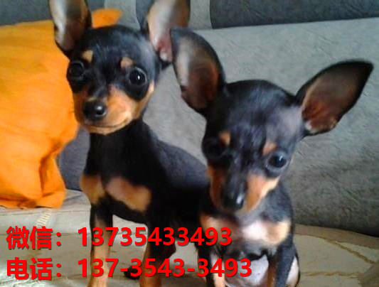 兰州犬舍出售纯种小鹿犬幼犬活体宠物狗狗出售转让活体狗狗领养