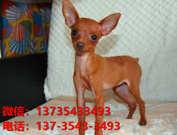 青岛犬舍出售纯种小鹿犬健康短毛铁包金小鹿哪