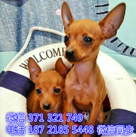 重庆宠物狗狗 小鹿犬出售纯种 重庆狗狗 特价