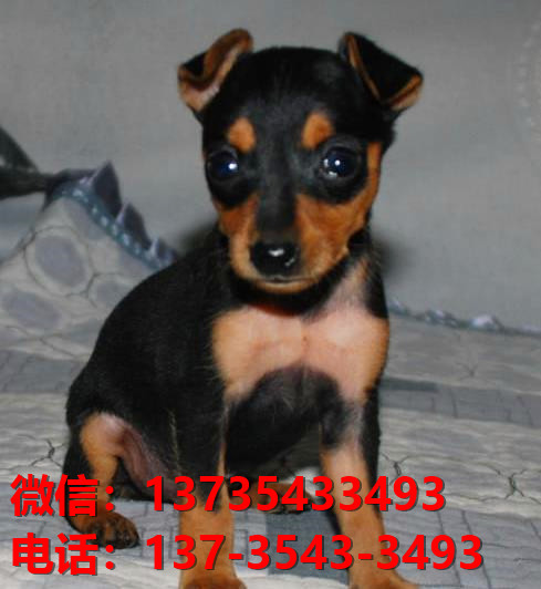 杭州犬舍出售纯种小鹿犬健康短毛铁包金小鹿哪