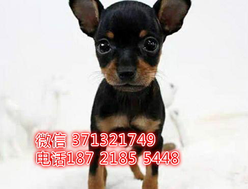 重庆特惠 小鹿犬出售纯种幼犬 重庆犬舍宠物狗狗狗场约克夏