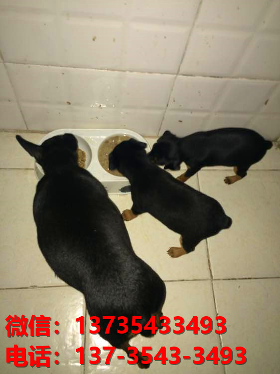 西安犬舍出售纯种小鹿犬健康短毛铁包金小鹿哪里有卖宠物狗领养