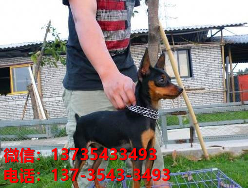 西安犬舍出售纯种小鹿犬健康短毛铁包金小鹿哪里有卖宠物狗领养