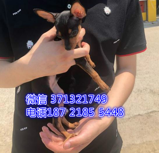 青岛狗狗 小鹿犬出售纯种 青岛犬舍 全国发货