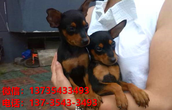 成都犬舍出售纯种小鹿犬健康短毛铁包金小鹿哪