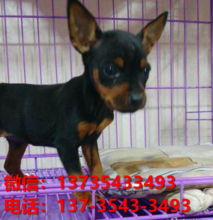 深圳犬舍出售纯种小鹿犬健康短毛铁包金小鹿哪里有卖宠物狗领养