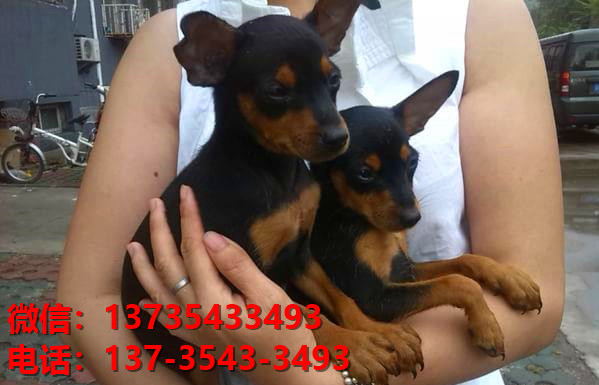 厦门犬舍出售纯种小鹿犬健康短毛铁包金小鹿哪