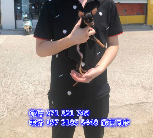 宠物狗狗小鹿 全国可以发货 犬舍繁殖 包健康猩