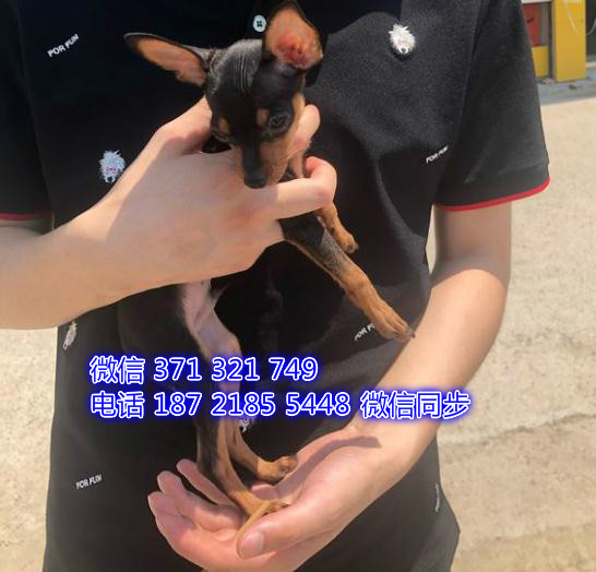 杭州宠物狗狗小鹿出售幼犬 全国可以发货 成都