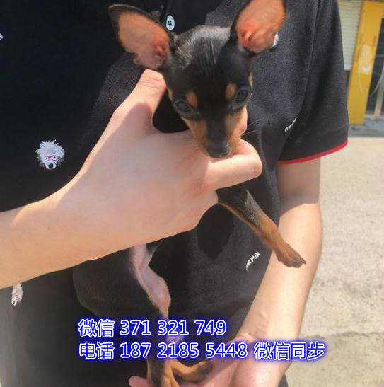 杭州宠物狗狗小鹿出售幼犬 全国可以发货 成都犬舍奥