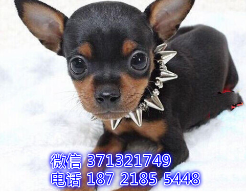 宠物市场 哪里有宠物小鹿，精品小型中型大型犬