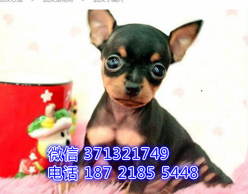 宠物市场 哪里有宠物小鹿，精品小型中型大型犬狗狗狙