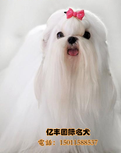 赛级马尔济斯哪里有 纯种马尔济斯哪里有 亿丰