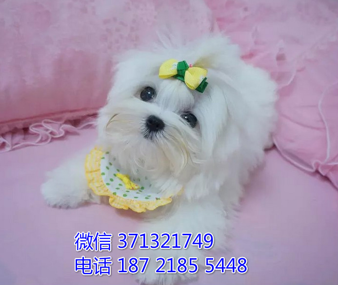 马尔济斯犬出售 长毛的小型犬 犬舍繁殖 天津