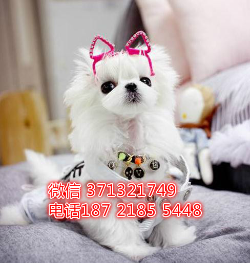 马尔济斯犬出售，武汉本地出售马尔济斯狗狗，纯种