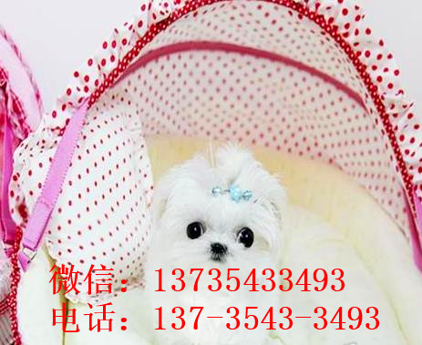 济南宠物狗犬舍出售马尔济斯犬狗市场在哪买狗卖狗