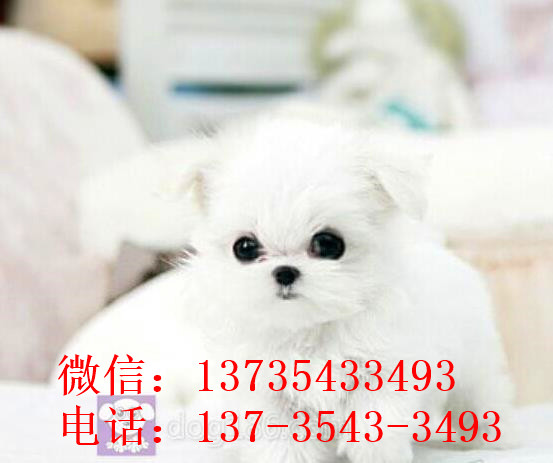 贵阳宠物狗犬舍出售马尔济斯犬狗市场在哪买狗