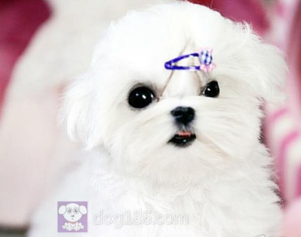 石家庄宠物狗犬舍出售马尔济斯犬狗市场在哪买