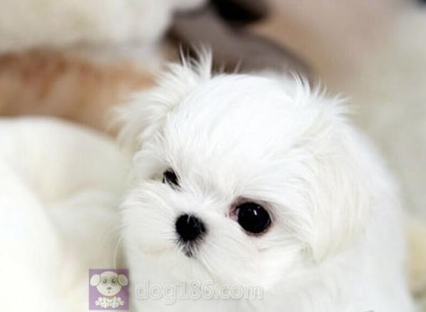 北京宠物狗犬舍出售马尔济斯犬狗市场在哪买狗