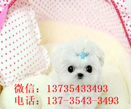 长沙宠物狗犬舍出售马尔济斯犬狗市场在哪买狗卖狗