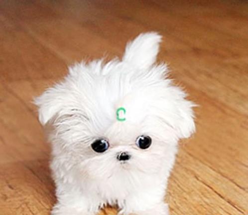 上海宠物狗犬舍出售马尔济斯犬狗市场在哪买狗