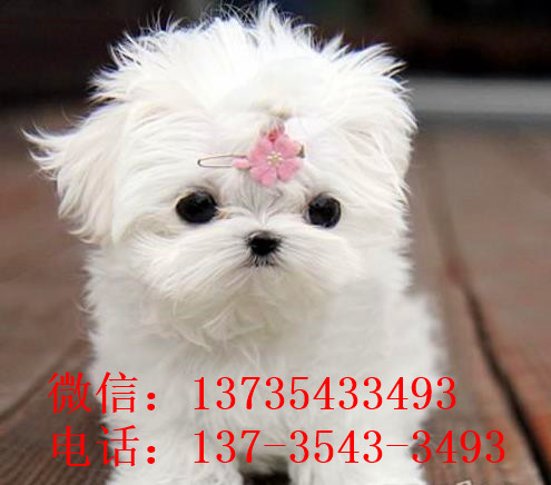 青岛宠物狗犬舍出售马尔济斯犬狗市场在哪买狗卖狗