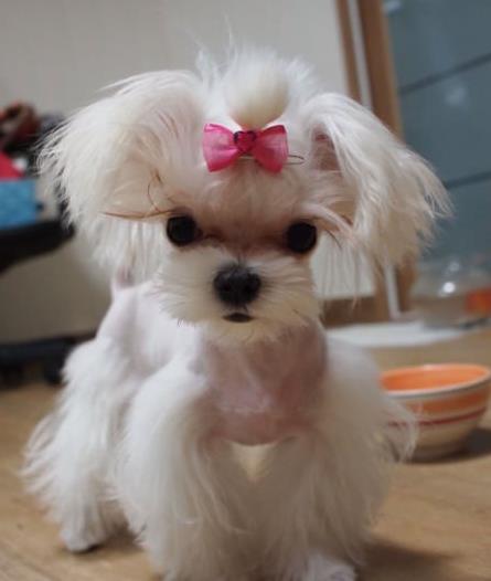 西安宠物狗犬舍出售马尔济斯犬狗市场在哪买狗