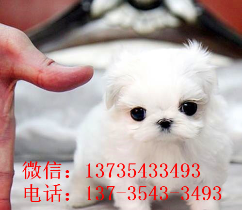 长沙宠物狗犬舍出售马尔济斯犬狗市场在哪买狗卖狗