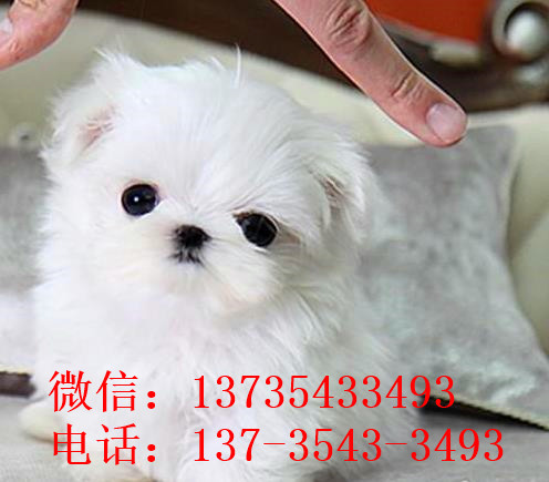 济南宠物狗犬舍出售马尔济斯犬狗市场在哪买狗卖狗