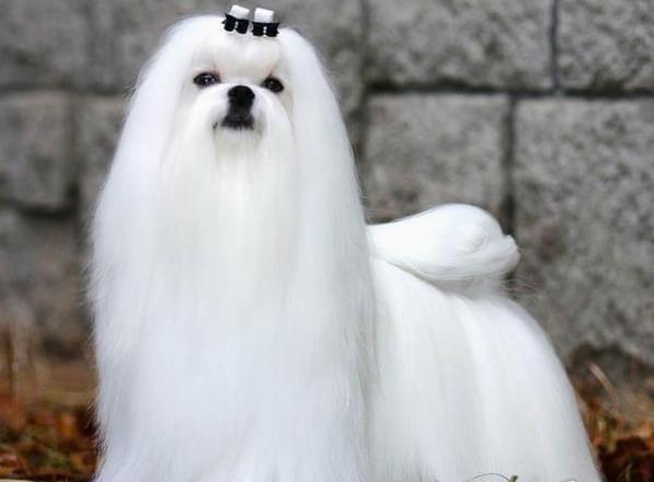 合肥宠物狗犬舍出售马尔济斯犬狗市场在哪买狗